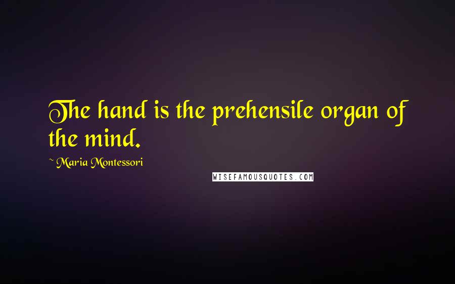 Maria Montessori quotes: The hand is the prehensile organ of the mind.