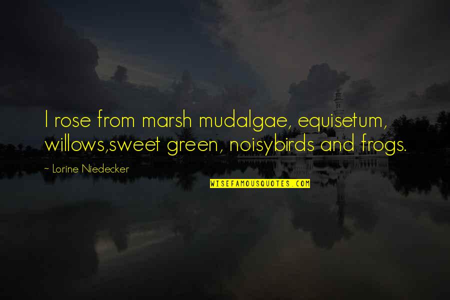 Marsh Quotes By Lorine Niedecker: I rose from marsh mudalgae, equisetum, willows,sweet green,