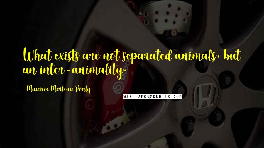 Maurice Merleau Ponty quotes: What exists are not separated animals, but an inter-animality.