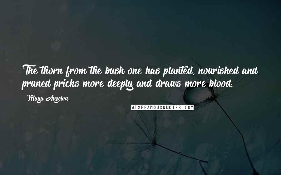 Maya Angelou quotes: The thorn from the bush one has planted, nourished and pruned pricks more deeply and draws more blood. Maya Angelou quotes: The thorn from the bush one has planted, nourished and pruned pricks more deeply and draws more blood.