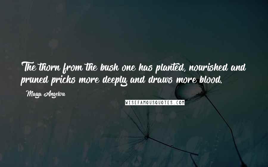 Maya Angelou quotes: The thorn from the bush one has planted, nourished and pruned pricks more deeply and draws more blood.