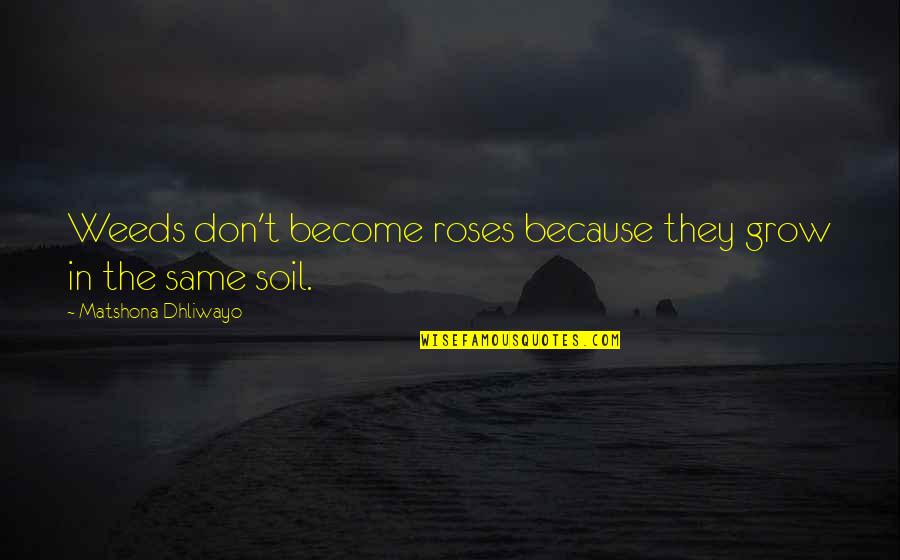 Mayella Quotes By Matshona Dhliwayo: Weeds don't become roses because they grow in