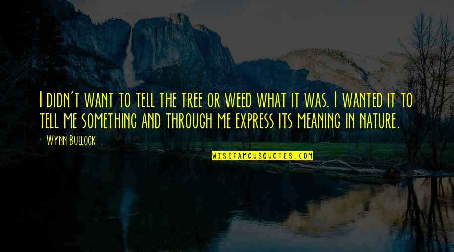 Meaning Something Quotes By Wynn Bullock: I didn't want to tell the tree or