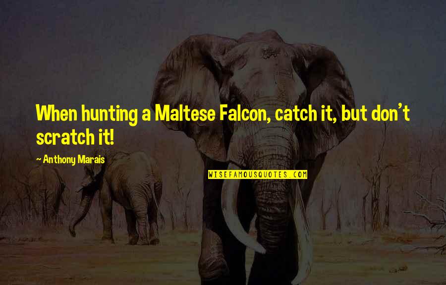 Mending Friendship Quotes By Anthony Marais: When hunting a Maltese Falcon, catch it, but Mending Friendship Quotes By Anthony Marais: When hunting a Maltese Falcon, catch it, but