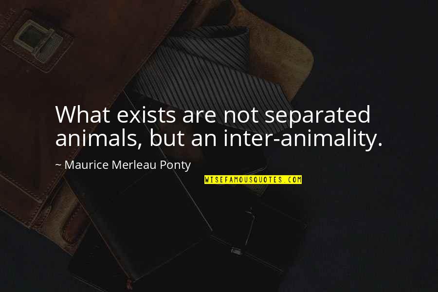 Merleau Quotes By Maurice Merleau Ponty: What exists are not separated animals, but an