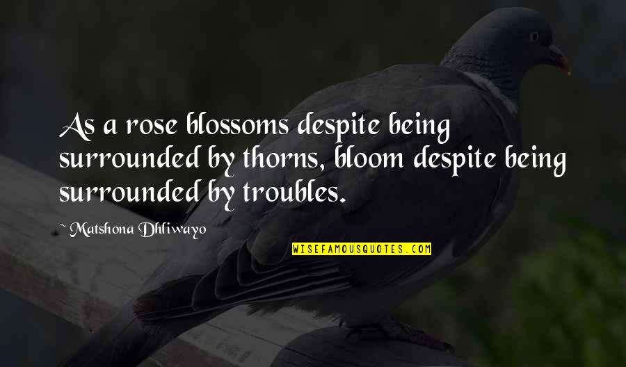 Mesmerising Quotes By Matshona Dhliwayo: As a rose blossoms despite being surrounded by