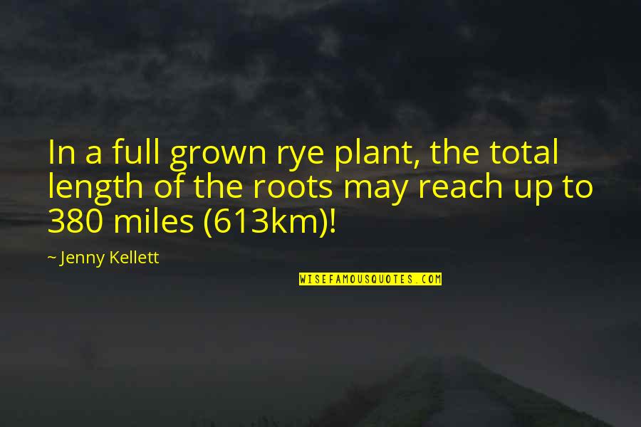 Miles Quotes By Jenny Kellett: In a full grown rye plant, the total Miles Quotes By Jenny Kellett: In a full grown rye plant, the total