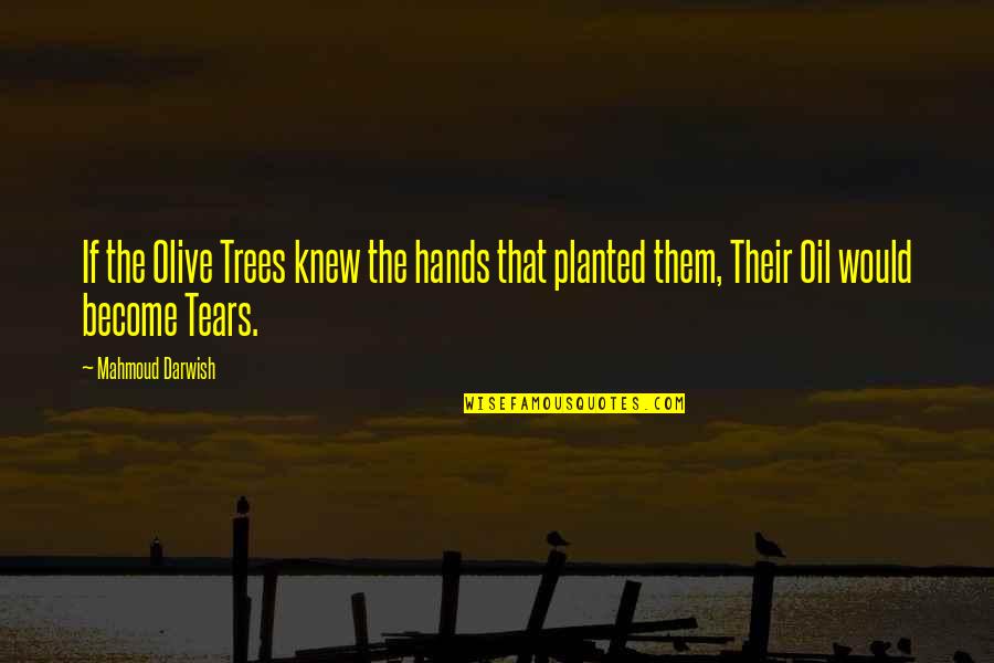 Mindaze Quotes By Mahmoud Darwish: If the Olive Trees knew the hands that