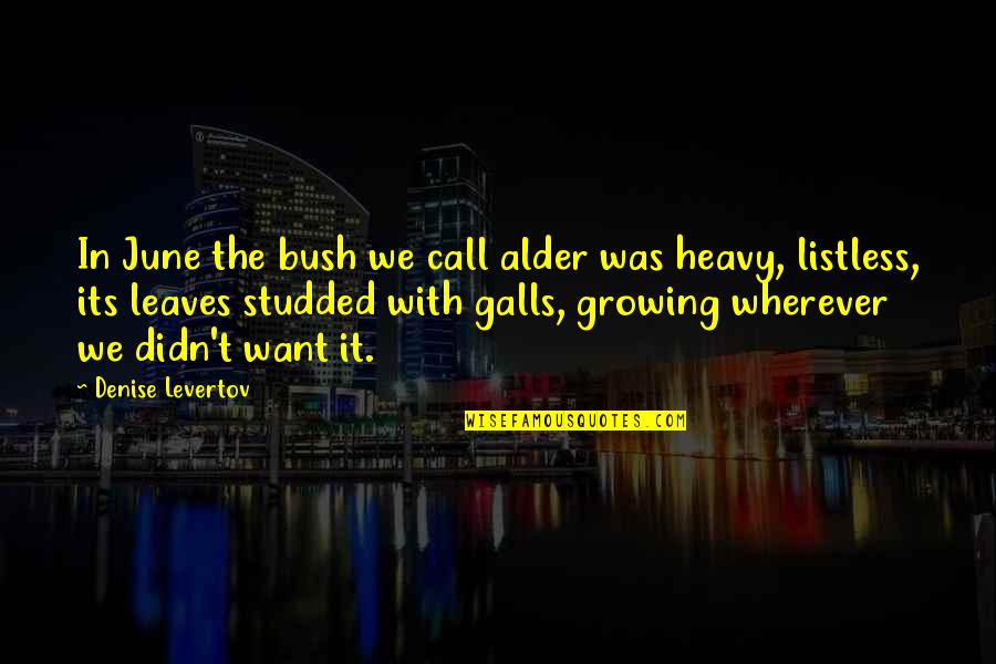 Mitch And Blanche Streetcar Quotes By Denise Levertov: In June the bush we call alder was Mitch And Blanche Streetcar Quotes By Denise Levertov: In June the bush we call alder was