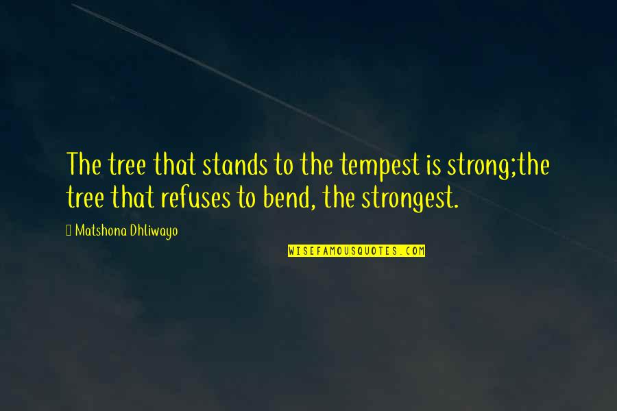 Mohou Si Quotes By Matshona Dhliwayo: The tree that stands to the tempest is Mohou Si Quotes By Matshona Dhliwayo: The tree that stands to the tempest is