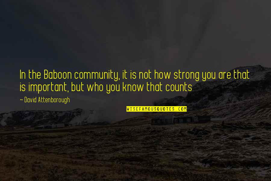 Mom Valentines Day Quotes By David Attenborough: In the Baboon community, it is not how Mom Valentines Day Quotes By David Attenborough: In the Baboon community, it is not how