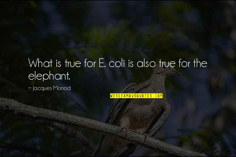 Monod Quotes By Jacques Monod: What is true for E. coli is also