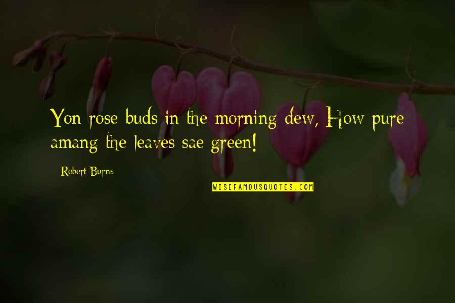 Morning Dew Quotes By Robert Burns: Yon rose-buds in the morning-dew, How pure amang