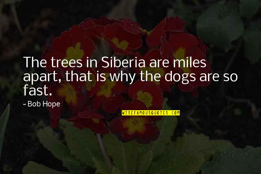 Mummers History Quotes By Bob Hope: The trees in Siberia are miles apart, that