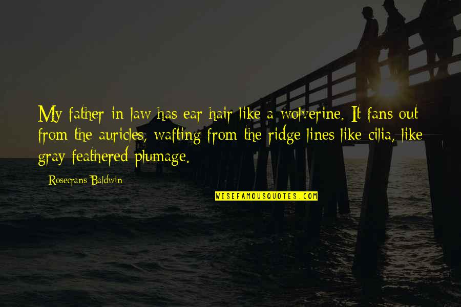My Father In Law Quotes By Rosecrans Baldwin: My father-in-law has ear hair like a wolverine. My Father In Law Quotes By Rosecrans Baldwin: My father-in-law has ear hair like a wolverine.