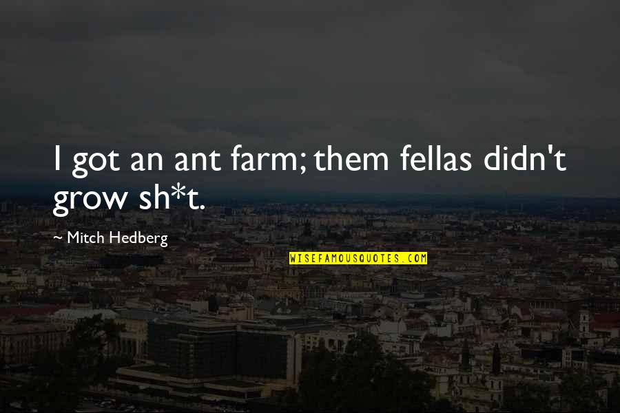 My Fellas Quotes By Mitch Hedberg: I got an ant farm; them fellas didn't