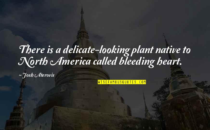 My Heart Bleeding Quotes By Josh Aterovis: There is a delicate-looking plant native to North