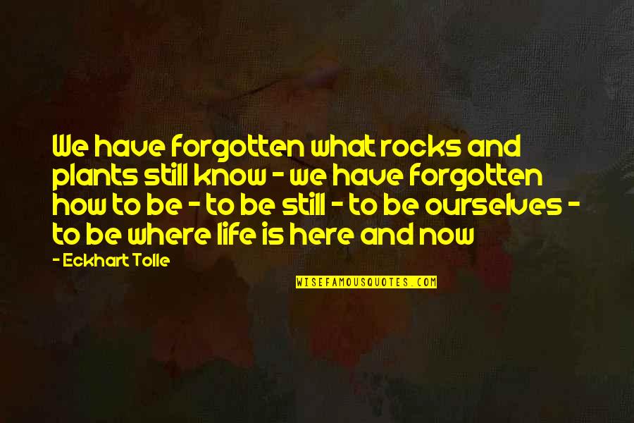My Life Rocks Quotes By Eckhart Tolle: We have forgotten what rocks and plants still