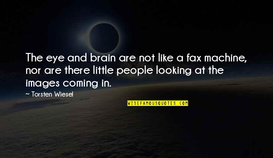 My Little Eye Quotes By Torsten Wiesel: The eye and brain are not like a