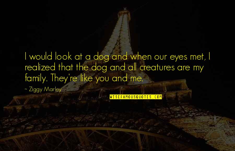 My Look Quotes By Ziggy Marley: I would look at a dog and when My Look Quotes By Ziggy Marley: I would look at a dog and when