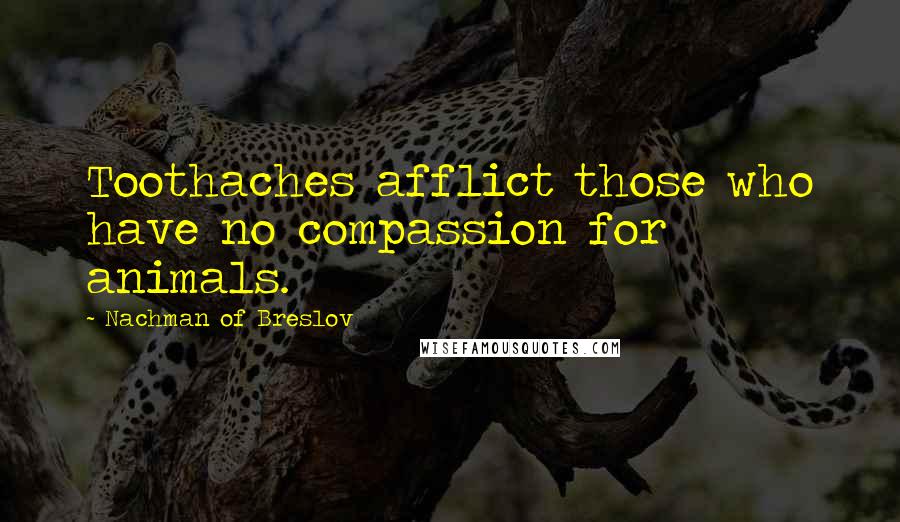 Nachman Of Breslov quotes: Toothaches afflict those who have no compassion for animals.