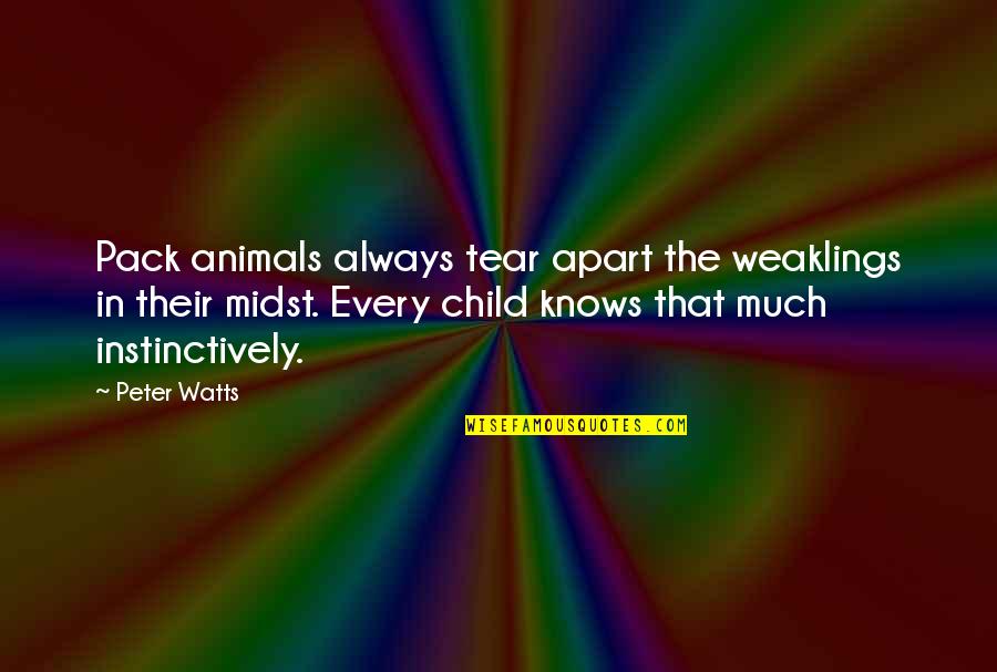 Nadav Art Quotes By Peter Watts: Pack animals always tear apart the weaklings in Nadav Art Quotes By Peter Watts: Pack animals always tear apart the weaklings in