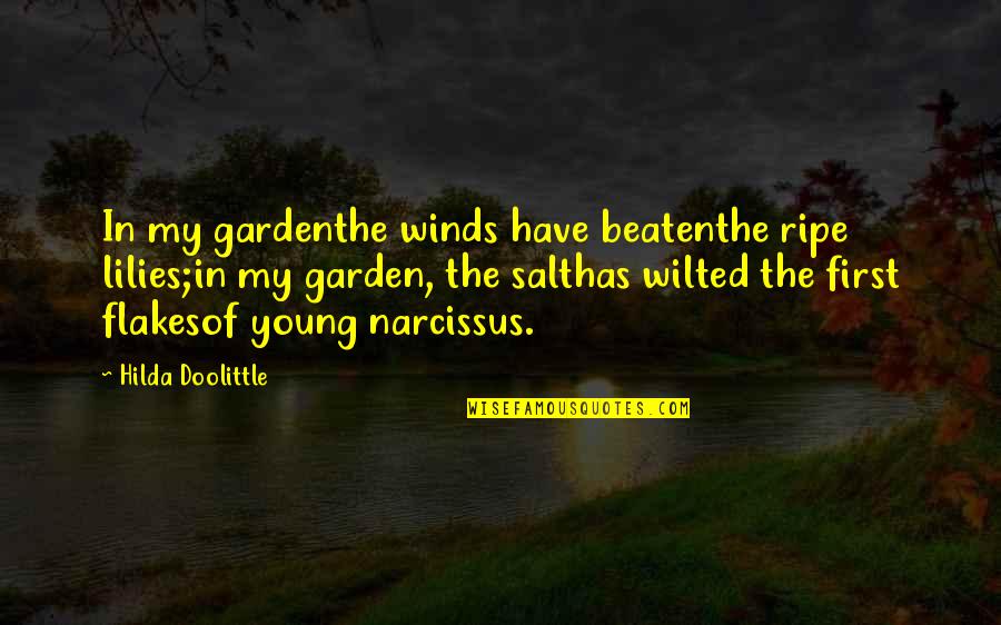 Narcissus's Quotes By Hilda Doolittle: In my gardenthe winds have beatenthe ripe lilies;in