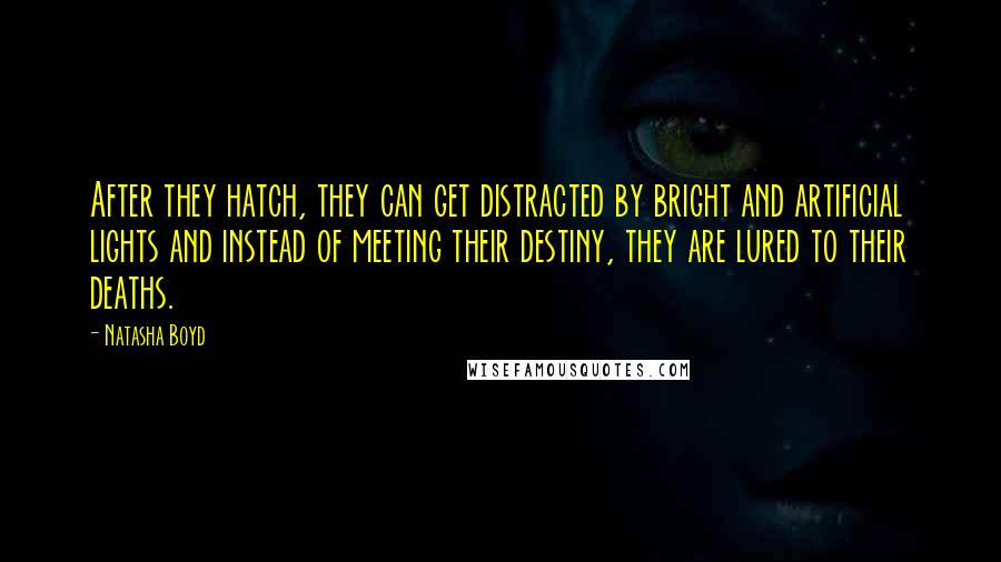 Natasha Boyd quotes: After they hatch, they can get distracted by bright and artificial lights and instead of meeting their destiny, they are lured to their deaths.