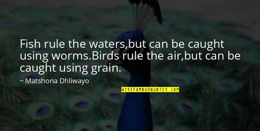Nature And Birds Quotes By Matshona Dhliwayo: Fish rule the waters,but can be caught using