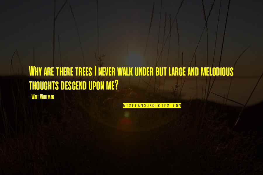 Nature And Me Quotes By Walt Whitman: Why are there trees I never walk under