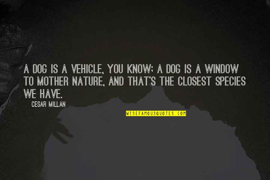 Nature Only Pet Quotes By Cesar Millan: A dog is a vehicle, you know; a