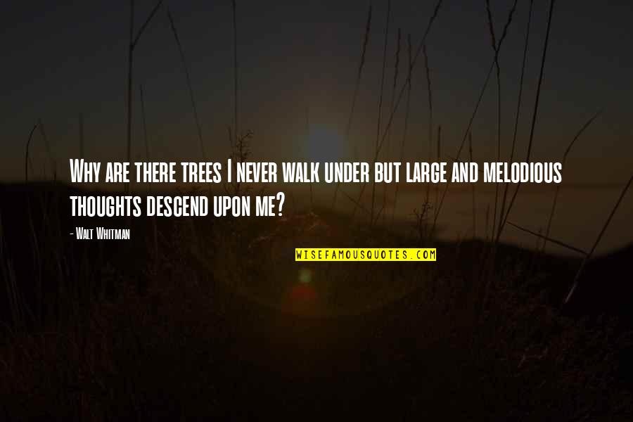 Nature Walk Quotes By Walt Whitman: Why are there trees I never walk under