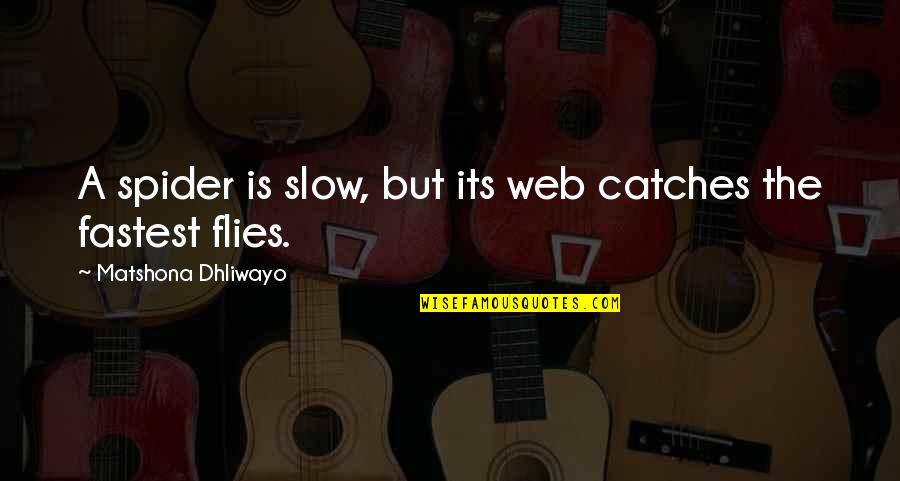 Nature Wise Quotes By Matshona Dhliwayo: A spider is slow, but its web catches Nature Wise Quotes By Matshona Dhliwayo: A spider is slow, but its web catches