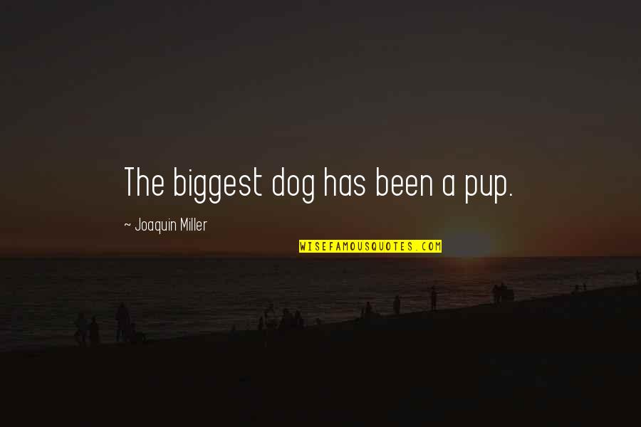 Nazis Propaganda Quotes By Joaquin Miller: The biggest dog has been a pup. Nazis Propaganda Quotes By Joaquin Miller: The biggest dog has been a pup.