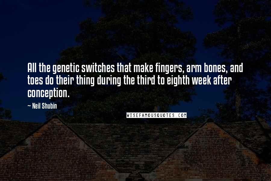 Neil Shubin quotes: All the genetic switches that make fingers, arm bones, and toes do their thing during the third to eighth week after conception.