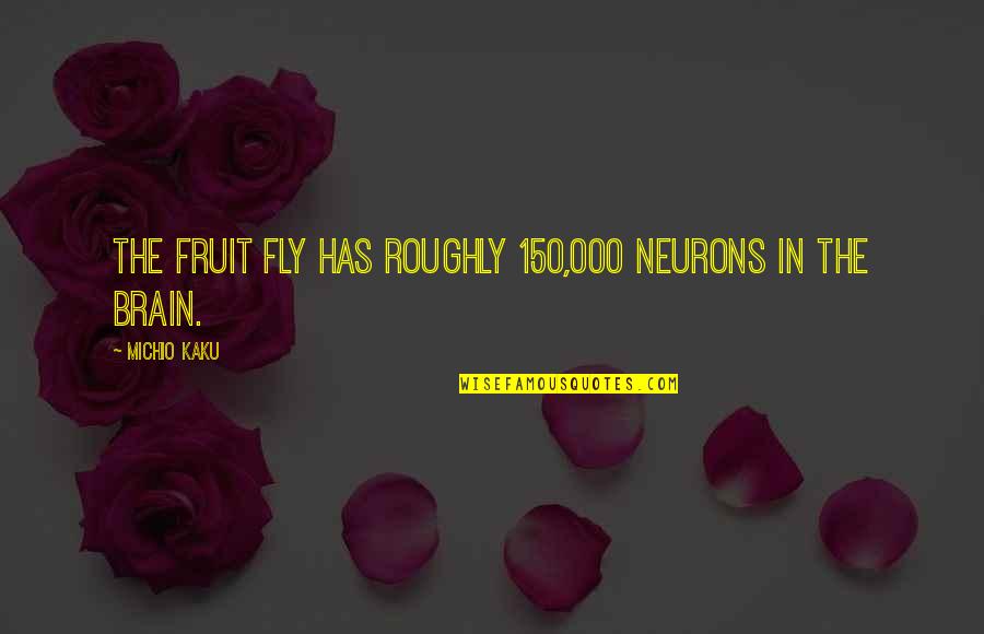 Neurons Quotes By Michio Kaku: The fruit fly has roughly 150,000 neurons in Neurons Quotes By Michio Kaku: The fruit fly has roughly 150,000 neurons in