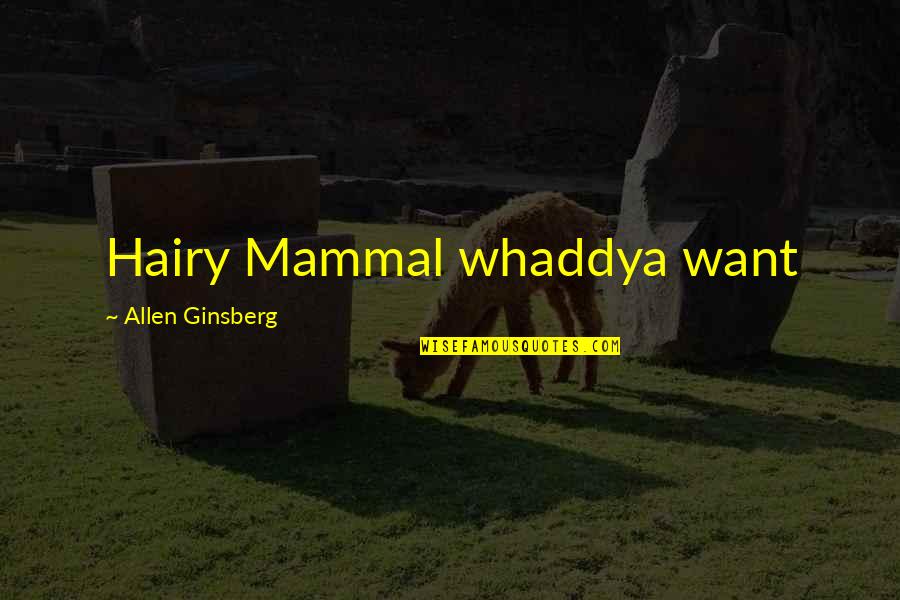 New Gold Quotes By Allen Ginsberg: Hairy Mammal whaddya want New Gold Quotes By Allen Ginsberg: Hairy Mammal whaddya want
