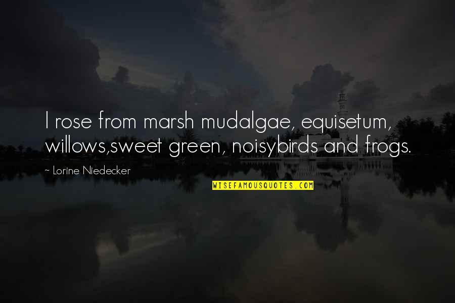 Niedecker Quotes By Lorine Niedecker: I rose from marsh mudalgae, equisetum, willows,sweet green, Niedecker Quotes By Lorine Niedecker: I rose from marsh mudalgae, equisetum, willows,sweet green,
