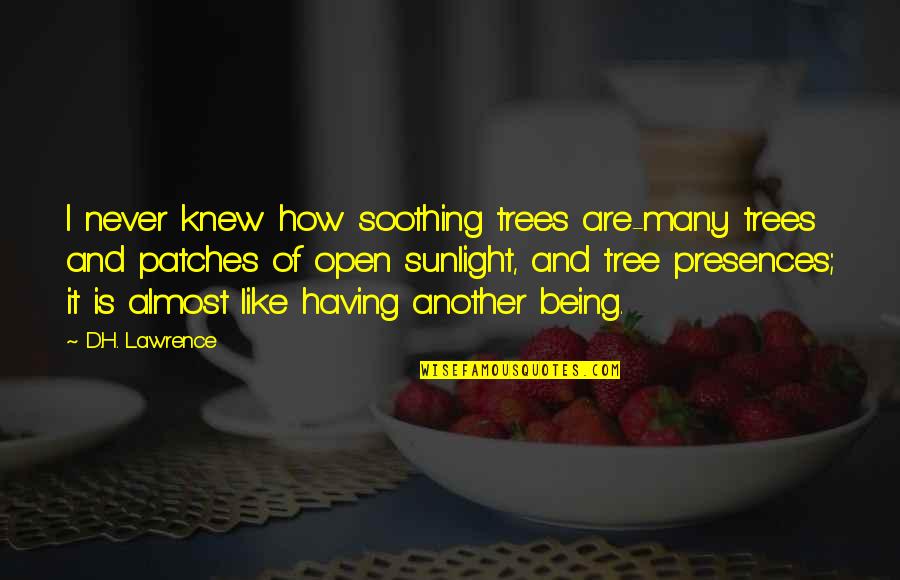 No Matter Where Life Takes Us Love Quotes By D.H. Lawrence: I never knew how soothing trees are-many trees No Matter Where Life Takes Us Love Quotes By D.H. Lawrence: I never knew how soothing trees are-many trees