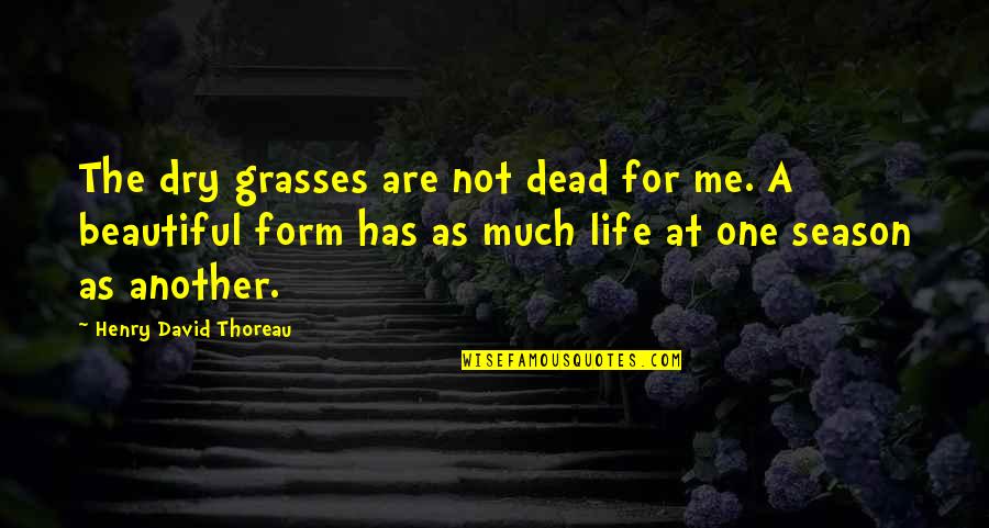 No One Is More Beautiful Than Me Quotes By Henry David Thoreau: The dry grasses are not dead for me.