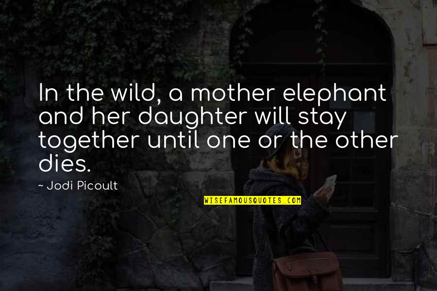No One Will Stay Quotes By Jodi Picoult: In the wild, a mother elephant and her No One Will Stay Quotes By Jodi Picoult: In the wild, a mother elephant and her