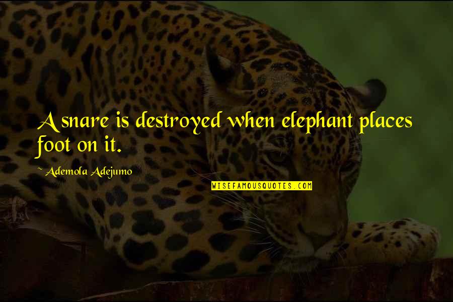 Nobody Can Go Back Quotes By Ademola Adejumo: A snare is destroyed when elephant places foot Nobody Can Go Back Quotes By Ademola Adejumo: A snare is destroyed when elephant places foot