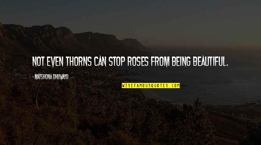 Not Being Beautiful Quotes By Matshona Dhliwayo: Not even thorns can stop roses from being
