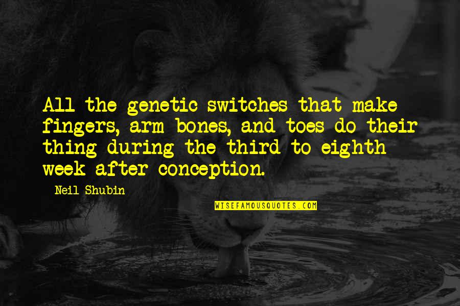 Not Needing Someone Anymore Quotes By Neil Shubin: All the genetic switches that make fingers, arm