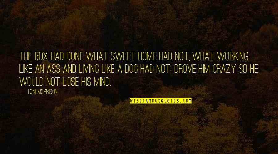 O Jardineiro Fiel Quotes By Toni Morrison: The box had done what Sweet Home had