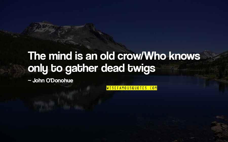 Objarka Quotes By John O'Donohue: The mind is an old crow/Who knows only