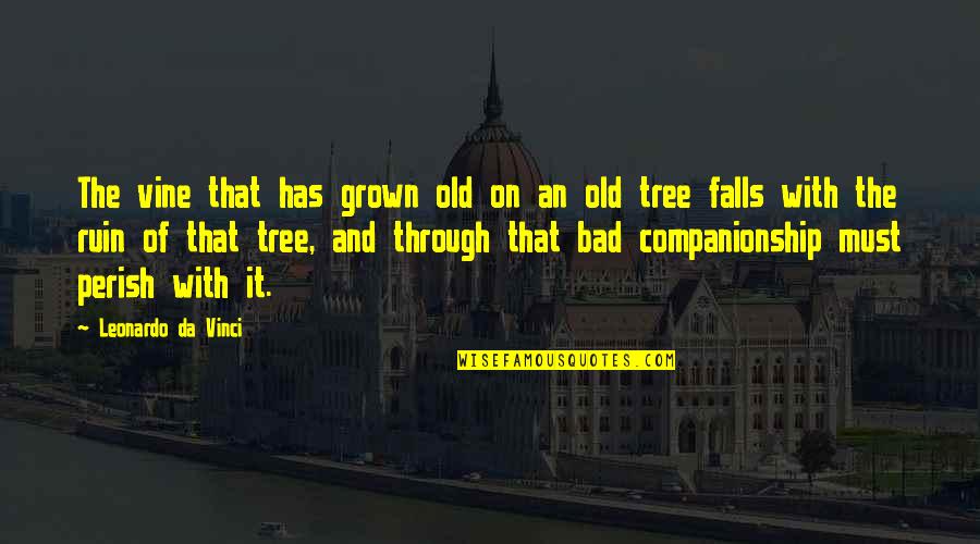 Old Very Bad Quotes By Leonardo Da Vinci: The vine that has grown old on an