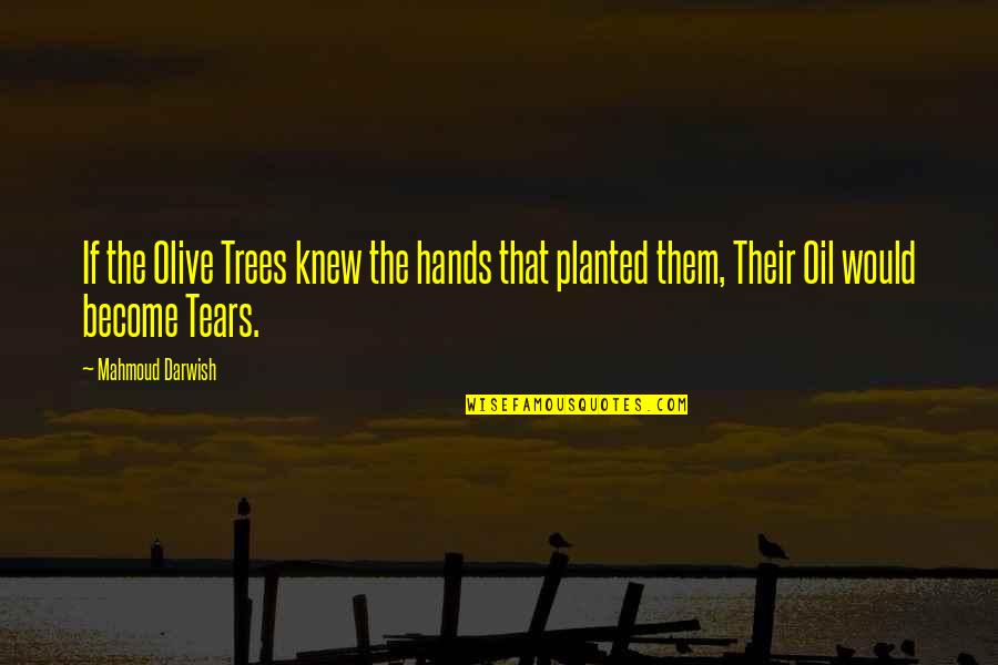 Olive Oil Quotes By Mahmoud Darwish: If the Olive Trees knew the hands that