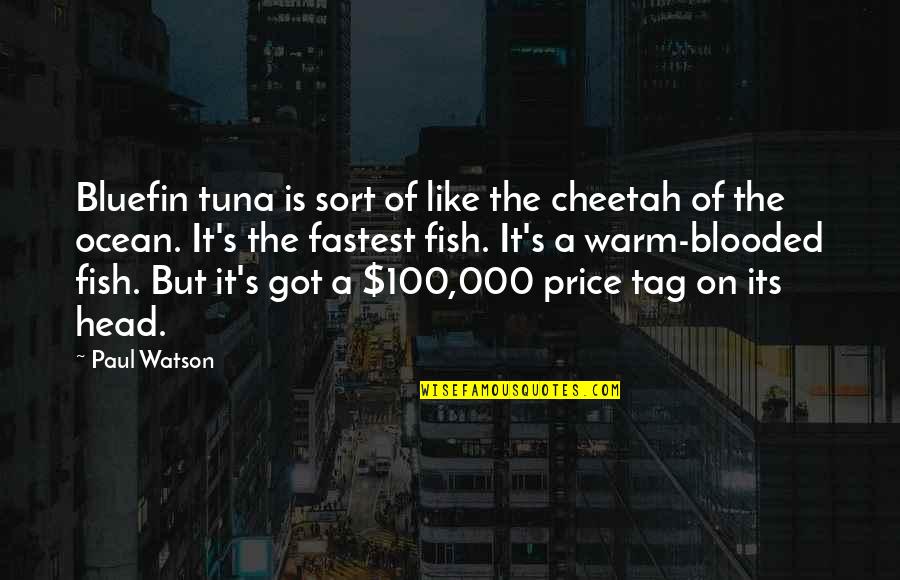 On The Ocean Quotes By Paul Watson: Bluefin tuna is sort of like the cheetah