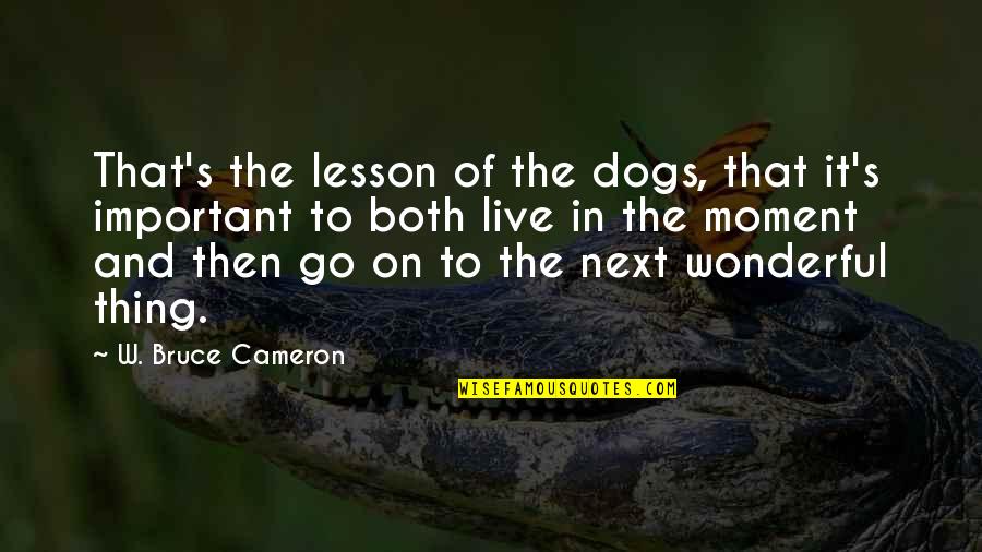 On To The Next Quotes By W. Bruce Cameron: That's the lesson of the dogs, that it's